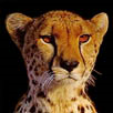 Icon for package Python.Cheetah