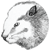 Icon for package dbeaver